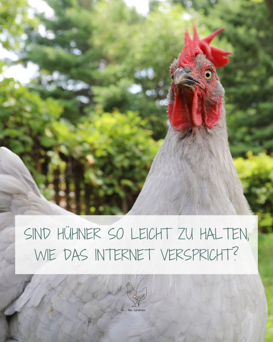 Sind Hühner so leicht zu halten, wie das Internet verspricht?