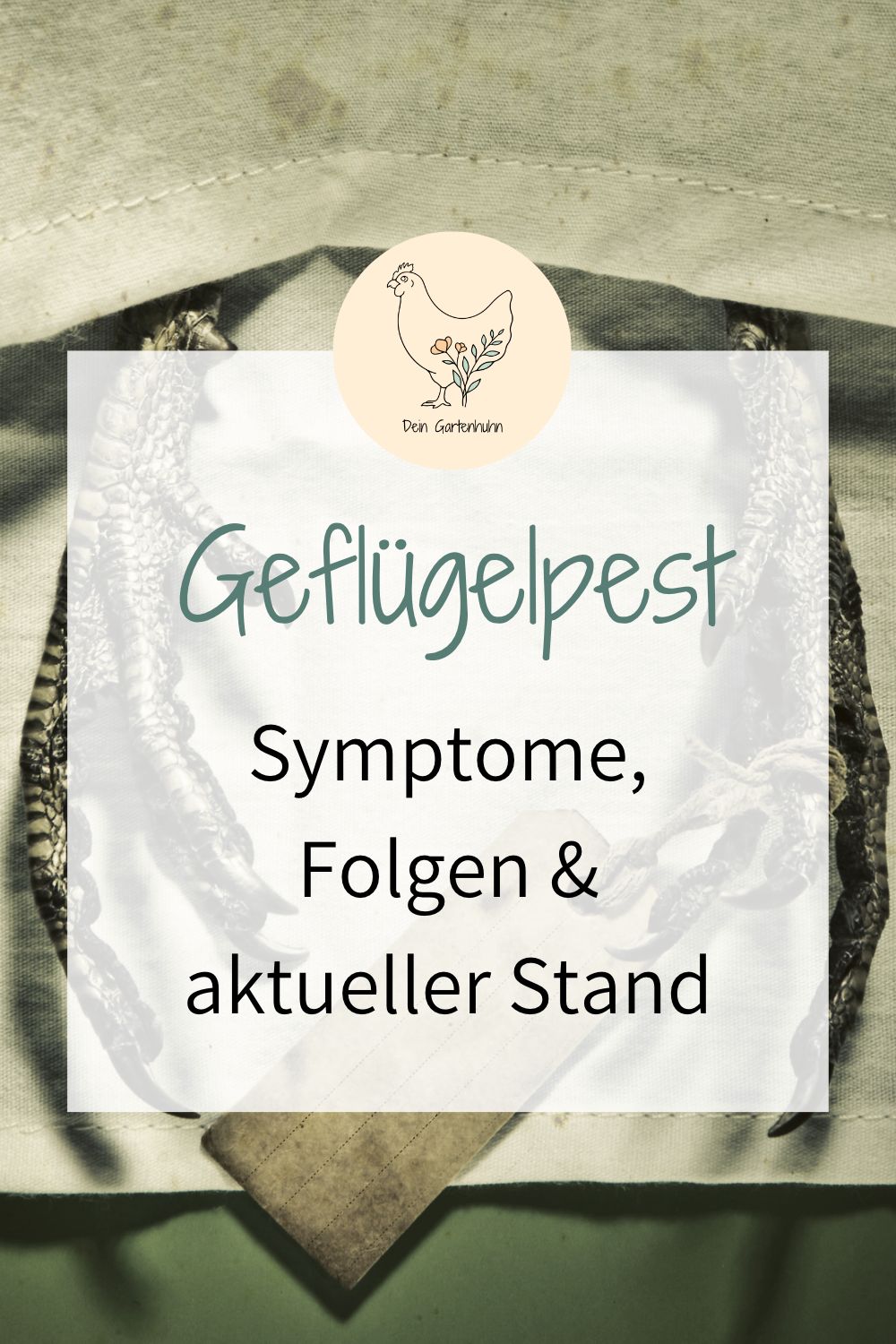 Geflügelpest Symptome, Folgen und aktueller Stand