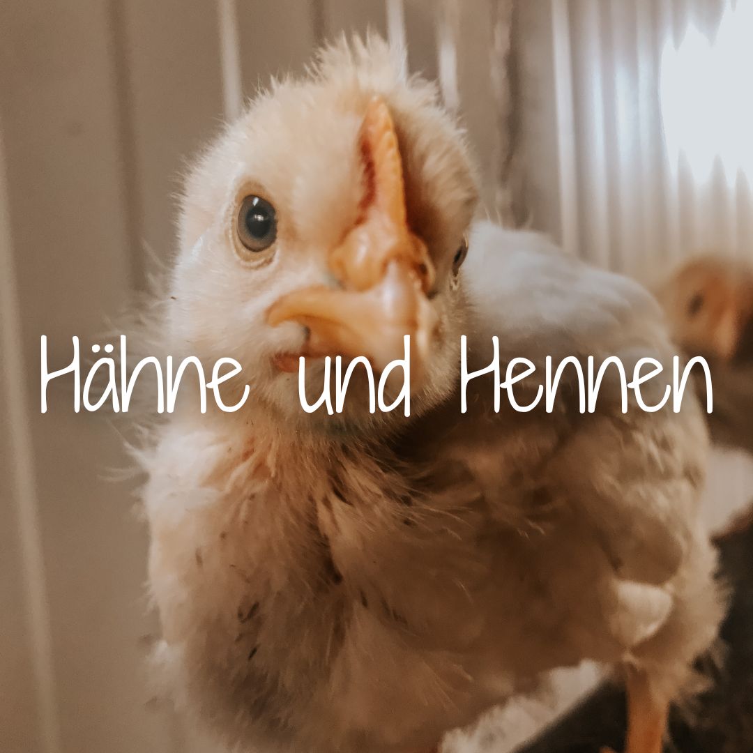 Lerne Hähne und Hennen bei Hühnerküken erkennen