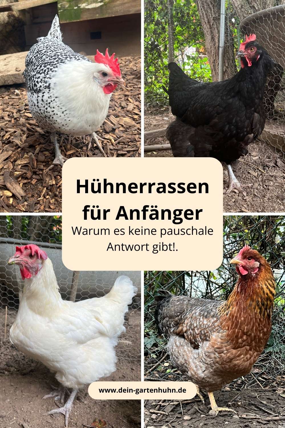 Hühnerrassen für Anfänger