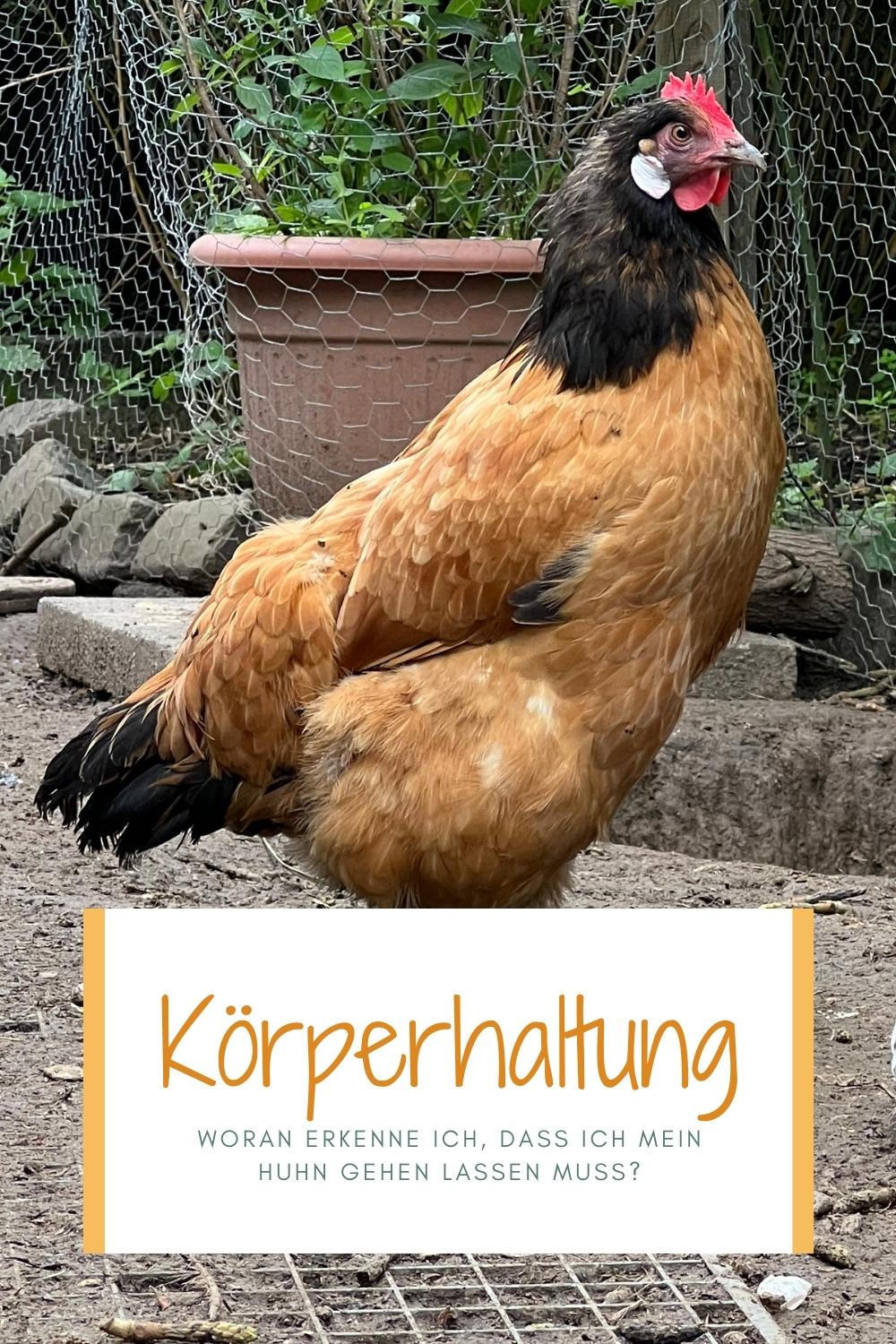 Abgebildet ist ein Vorwerk Huhn, welches eine Pinguin Haltung eingenommen hat.