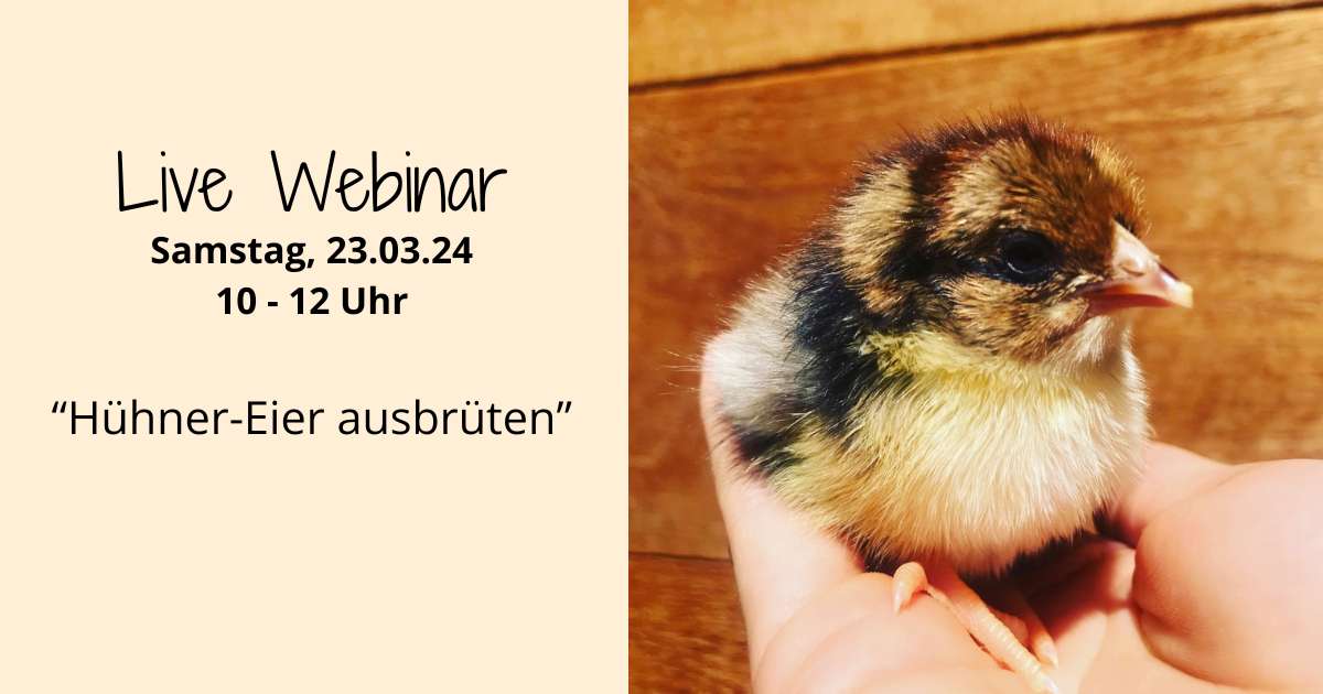 Live Webinar zu Küken aus Hühner-Eiern ausbrüten