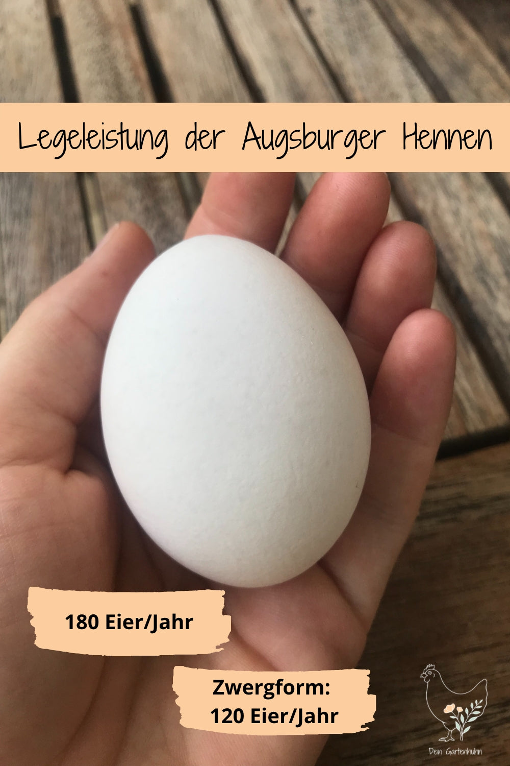 Abgebildet ist ein weißes Ei einer Augsburger Henne.
