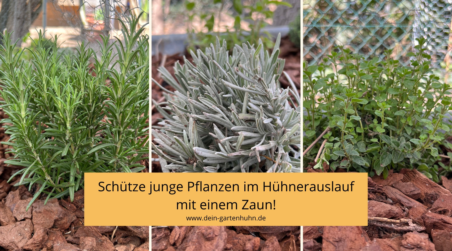 Abgebildet sind auf Fotos jeweils Rosmarin, Lavendel und Oregano. Auf einem Textfeld steht: Schütze junge Pflanzen im Hühnerauslauf mit einem Zaun!