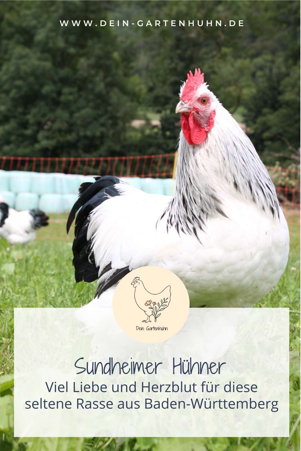 Sundheimer Hühner werden mit viel Liebe und Herzblut gezüchtet, denn sie sind eine seltene Hühnerrasse aus Baden-Württemberg.