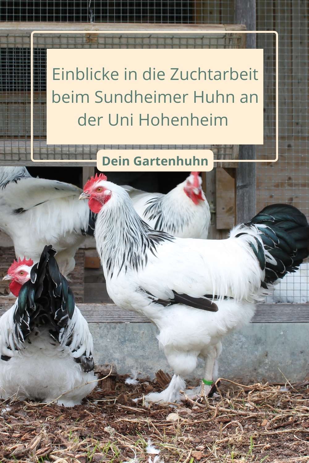 Einblicke in die Zuchtarbeit beim Sundheimer Huhn an der Uni Hohenheim