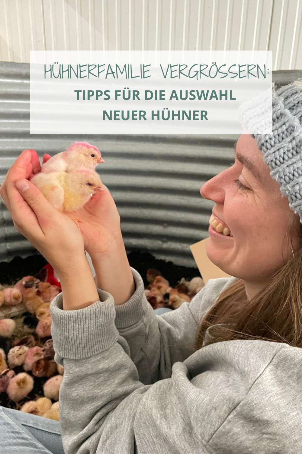 Du möchtest neue Hühner, dann bekommst du hier wichtige Tipps.