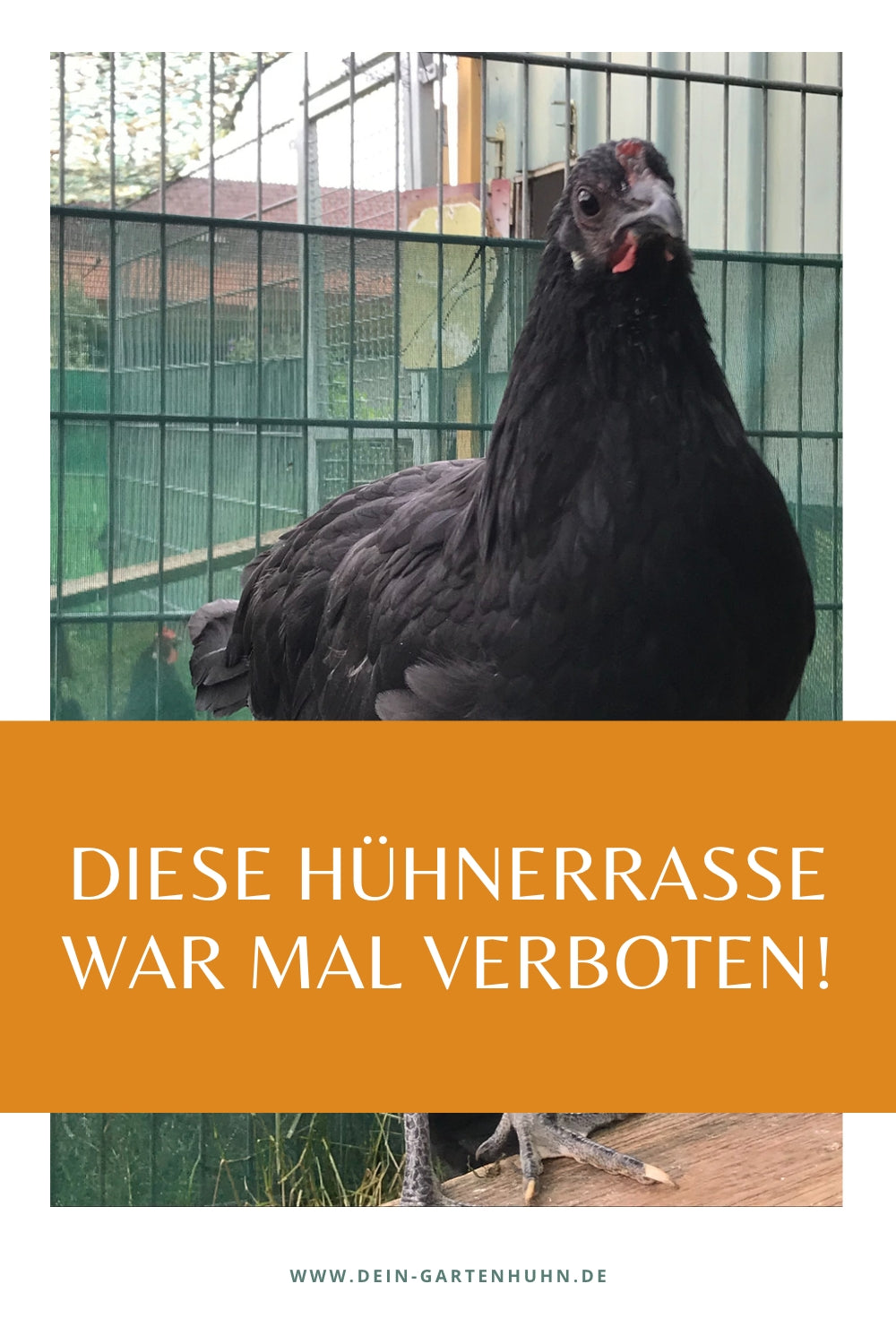 Abgebildet ist eine Augsburger Junghenne. Auf dem Textfeld steht: Diese Hühnerrasse war mal verboten.