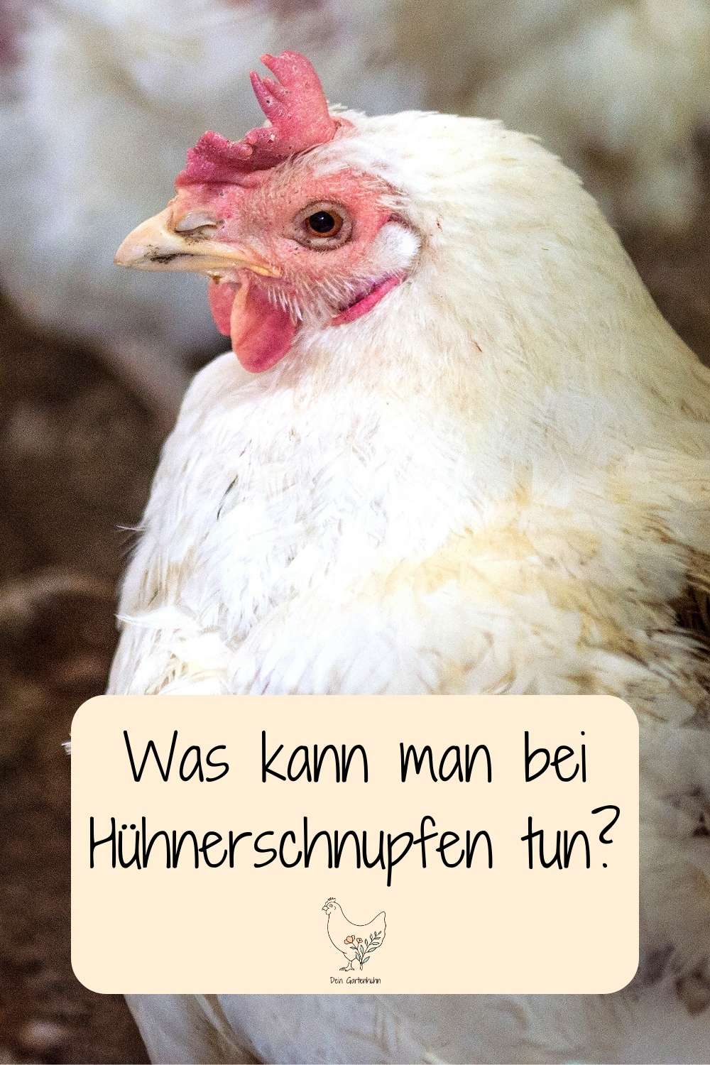 Was kann man bei Hühnerschnupfen tun?