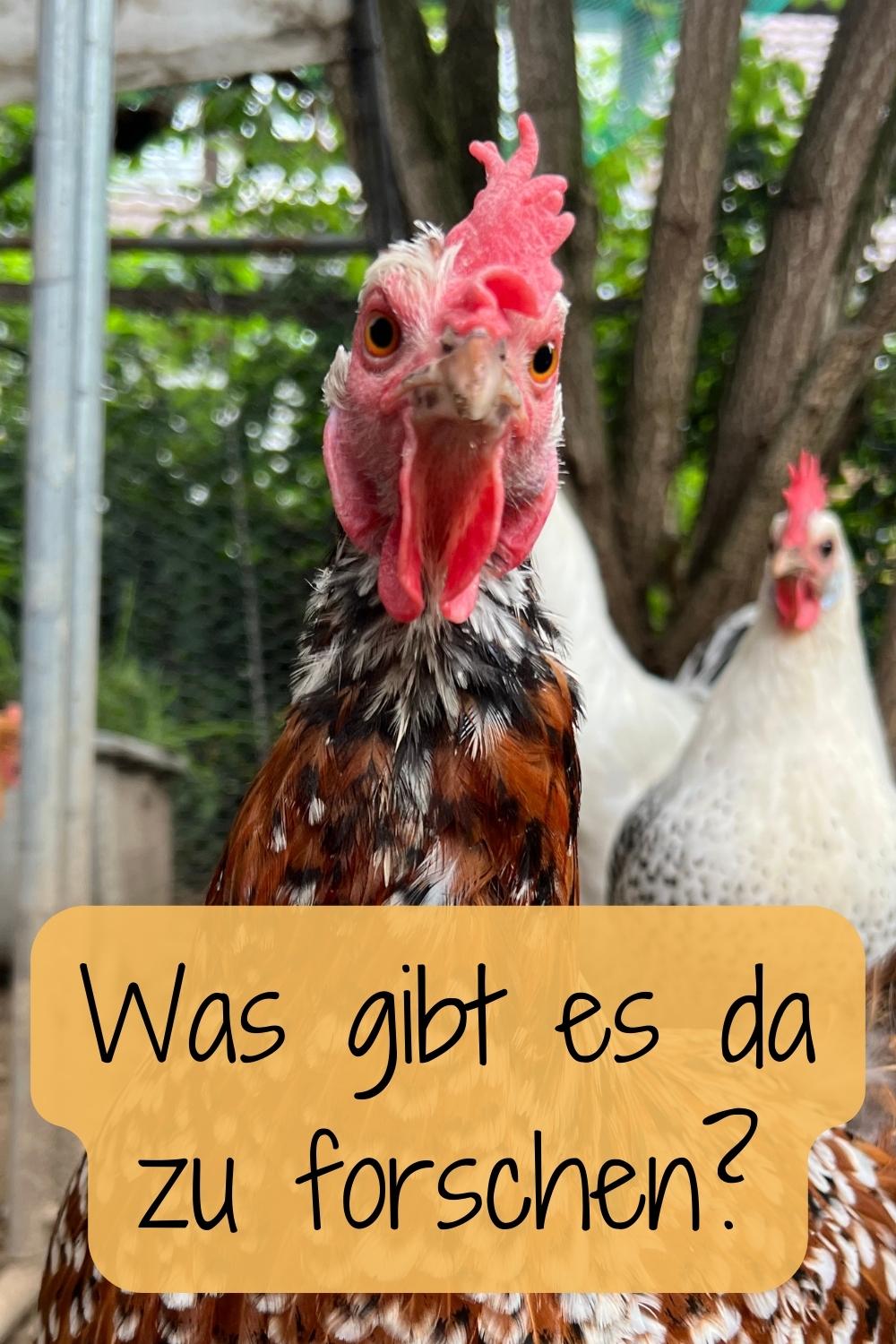 Abgebildet ist ein Huhn und der Text: Was gibt es da zu forschen?