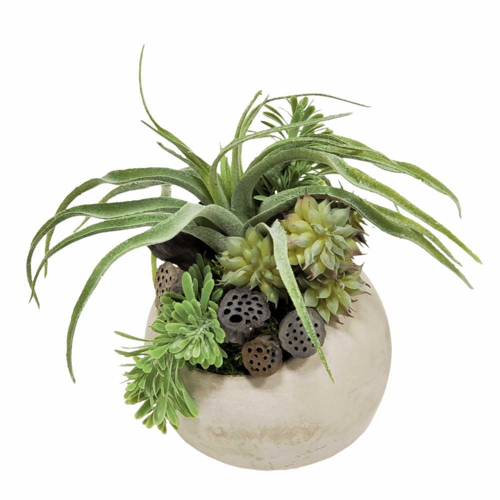 Tillandsia, Succulents and Lotus Pods in Orb 9"H