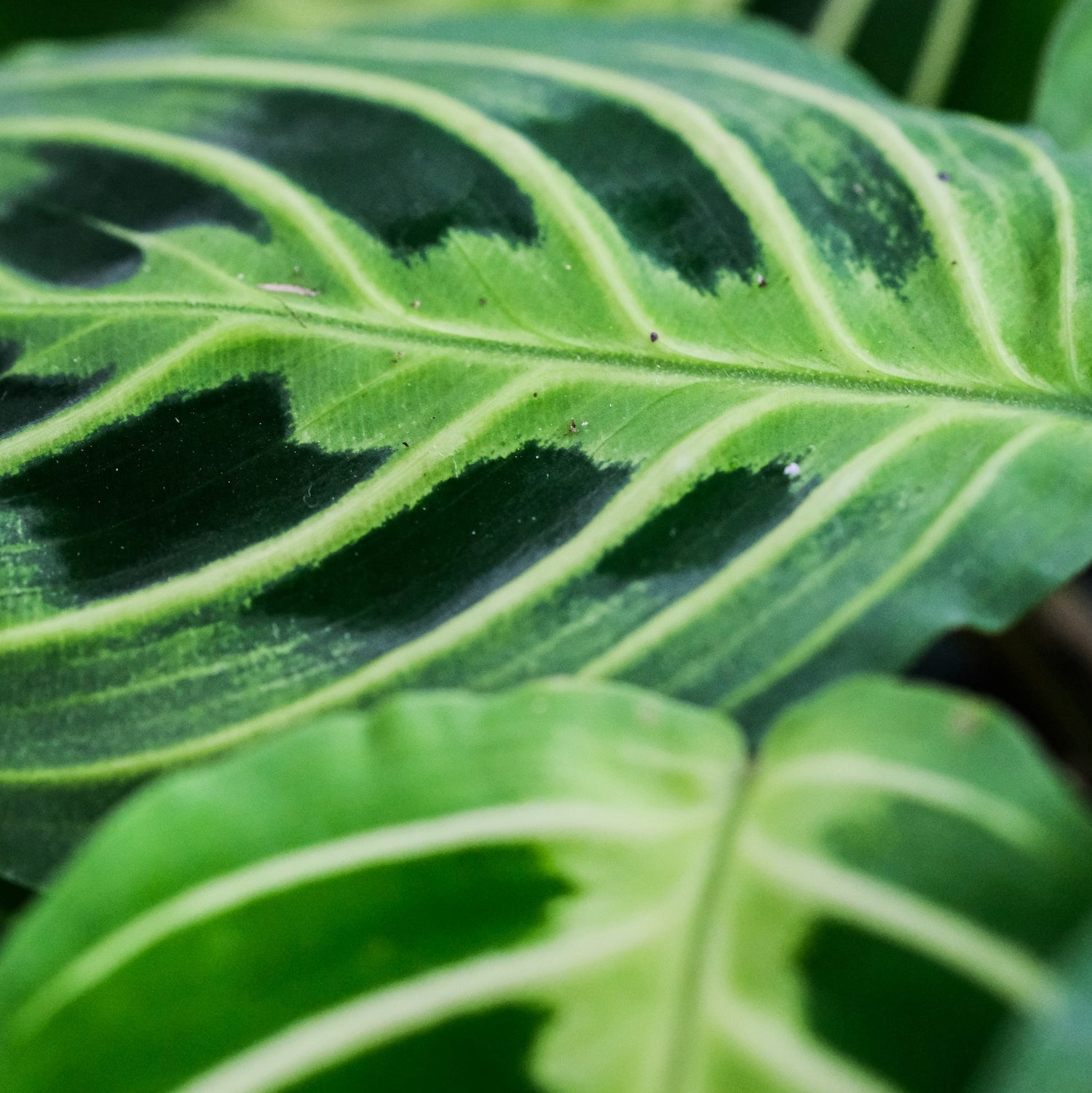 Prayer Plant: Care Guide