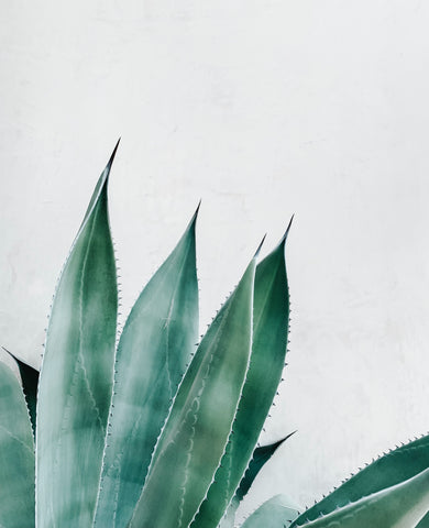 Aloe