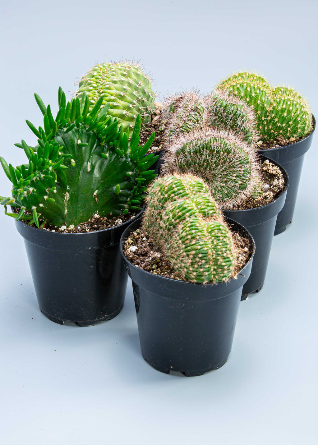 Plantez un lot de 3 cactus à crête dans un pot de pépinière