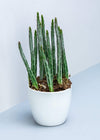 Plant Pickle Plant (Senecio Stapeliiformis) dans un pot en céramique blanche