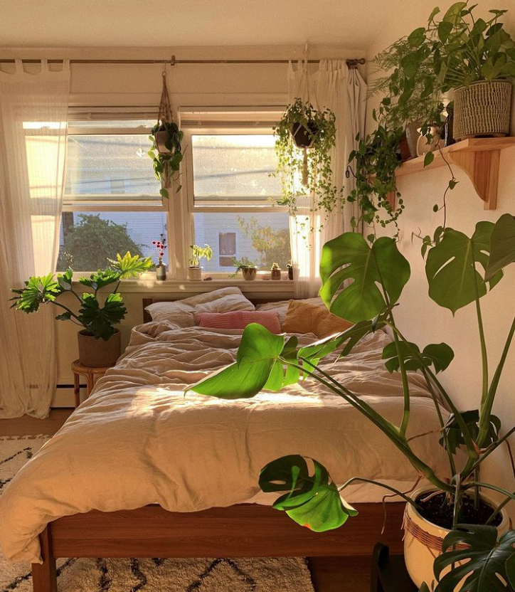 How this Ontario apartment was transformed into an indoor jungle