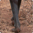 Barefoot man in East Africa