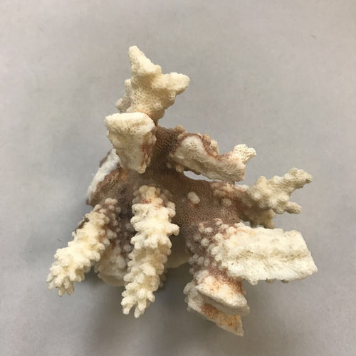 White Coral Specimen (4x5x3.5) – Main Street Estate Sales