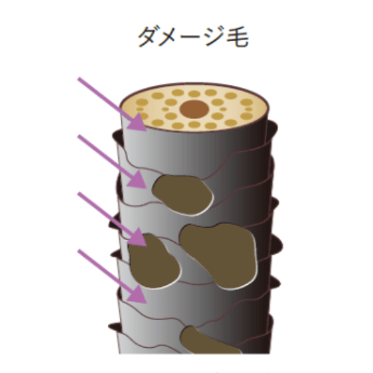 キューティクルのダメージにより外的ダメージから毛髪を守れない