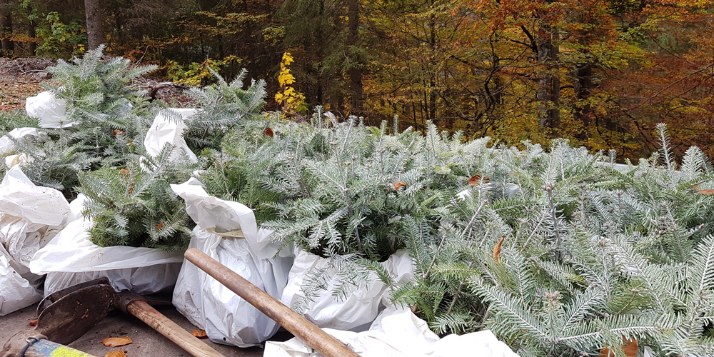 Planting trees in Germany