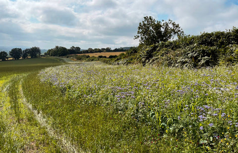 Wildpress-HallEndFarm