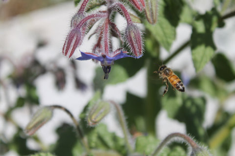 A bee about to land on a purple flower