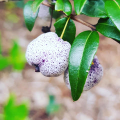 a white and purple spotted berry