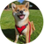 social icon chiasa.shibainu