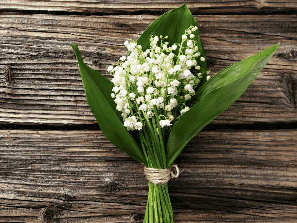 Histoire du muguet et de la tradition du 1er Mai