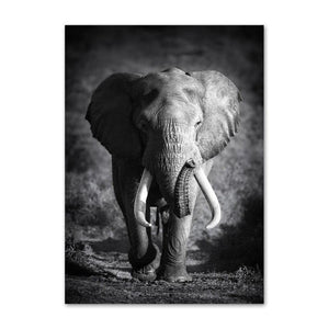 Tableau Elephant En Noir Et Blanc Reserve Elephant