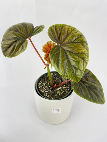 Begonia Thurstonii Hybrid