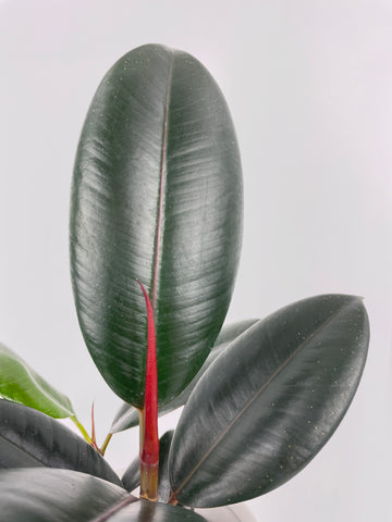 Burgundy Ficus Elastica Black Rubber Plant _BumblePlants (MAIN)