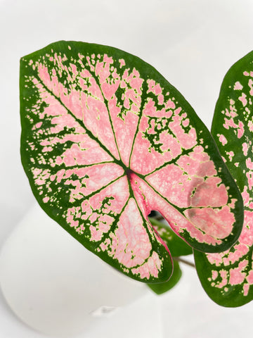 Caladium Pink Splash