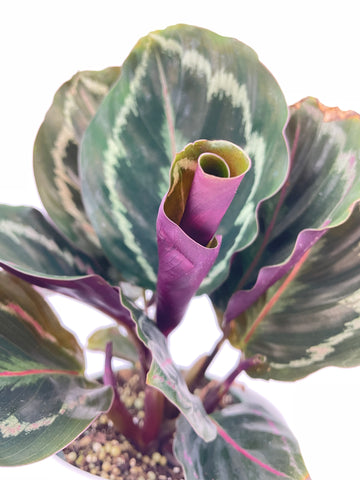 Calathea Medallion