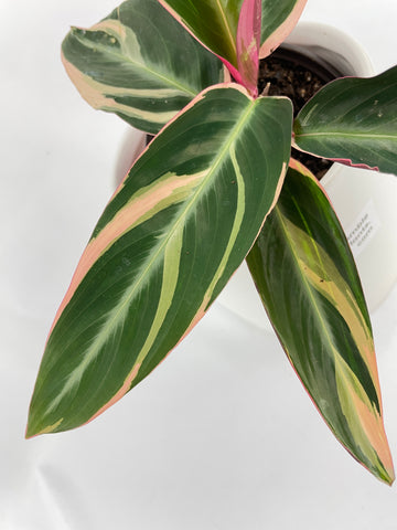 Calathea Triostar