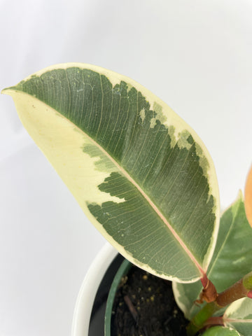 Ficus Elastica Tineke Variegated Rubber Plant