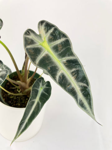 Alocasia Bambino