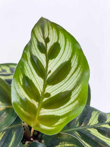 Calathea Peacock