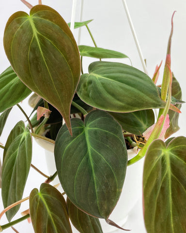 Philodendron Micans