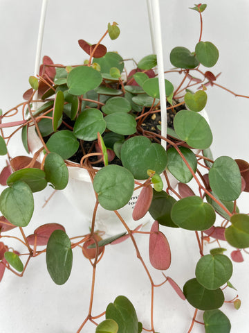 Peperomia Ruby Cascade Bumble Plants