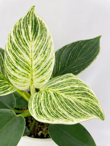 Philodendron Birkin Variegata