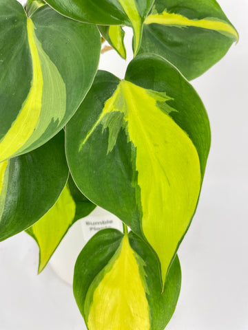 Philodendron Brasil Bumble Plants