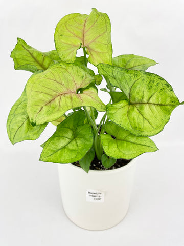 Syngonium Podophyllum 'Berry Allusion'