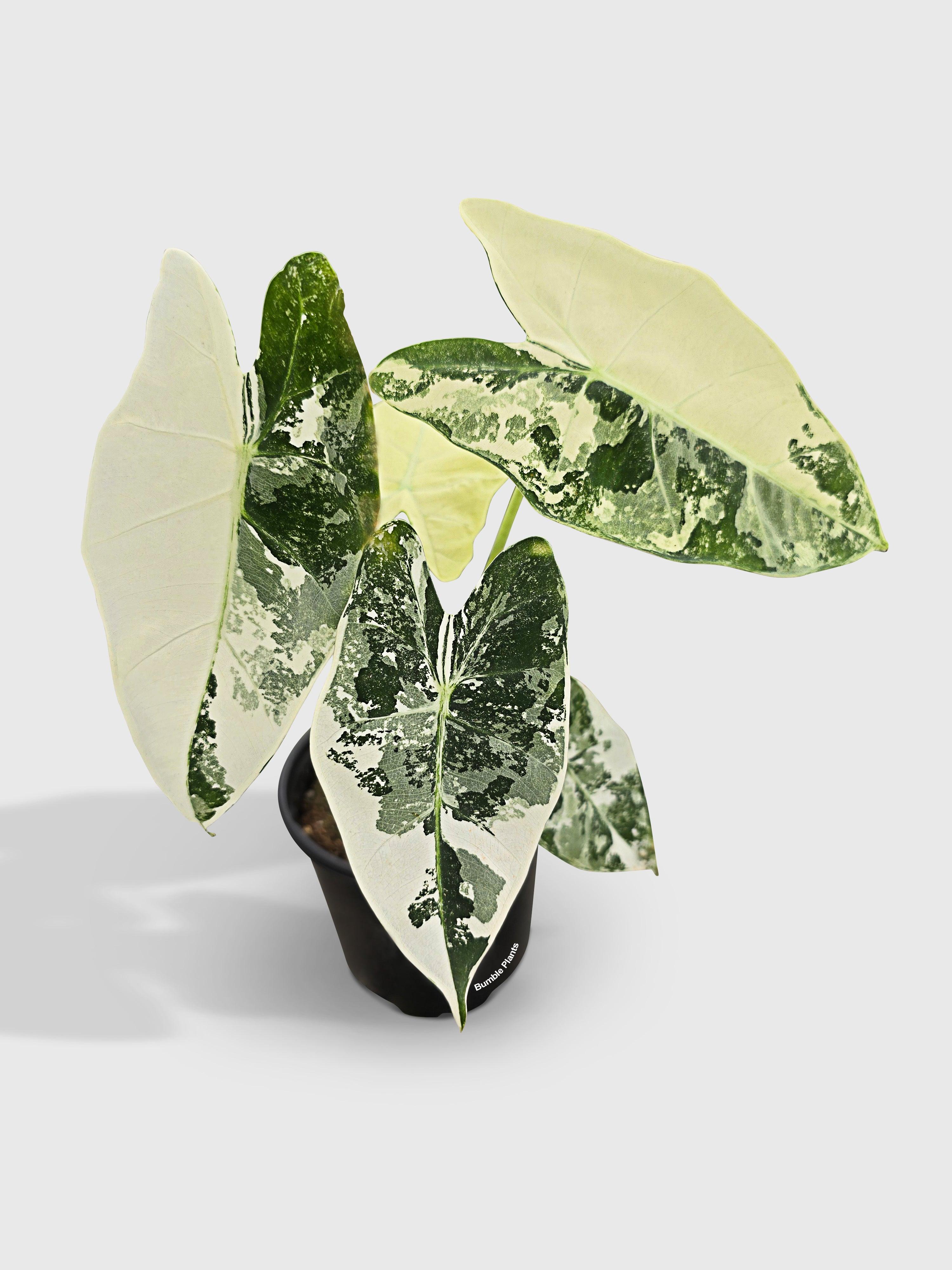 Variegated Alocasia 'Frydek' - Bumble Plants