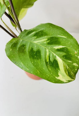 Variegated Maranta