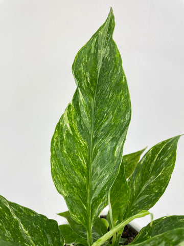 Variegated Peace Lily