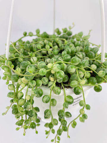 Variegated String of Pearls - Bumble Plants