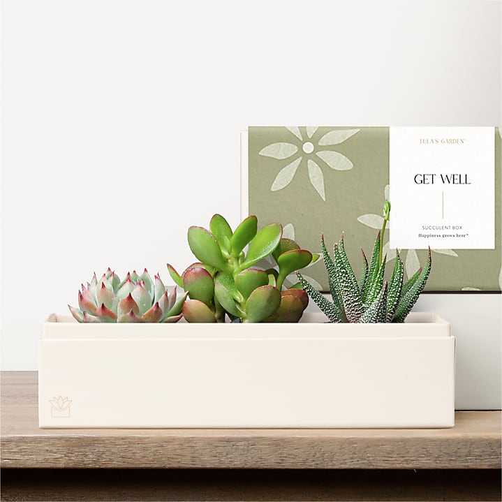 product image for Lula's Garden - Get Well Deluxe Gardens