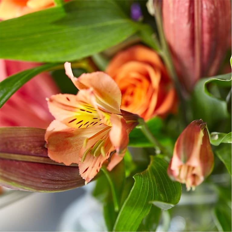 花束2 Bold & Bright – A Florist Original