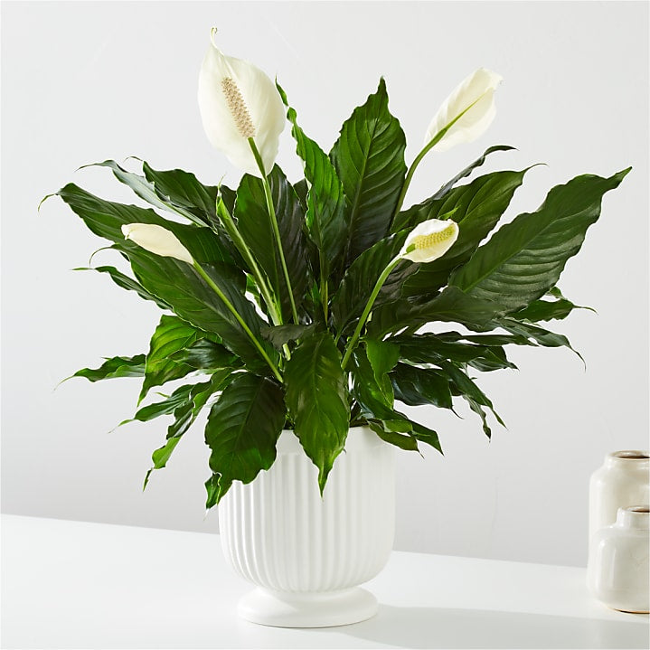 Spathiphyllum Plants Delivered by FTD